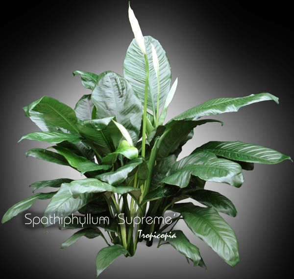 Spathiphyllum - Spathiphyllum 'Supreme' - Peace lily